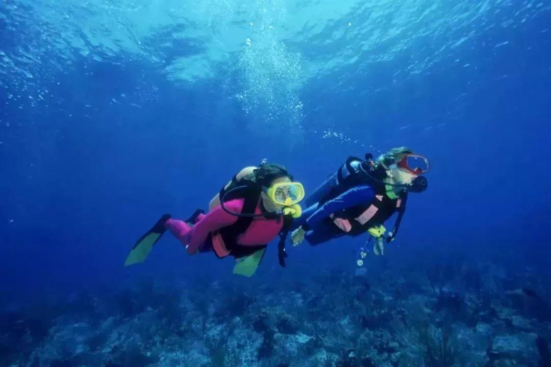 动物帮帮忙保卫家园
